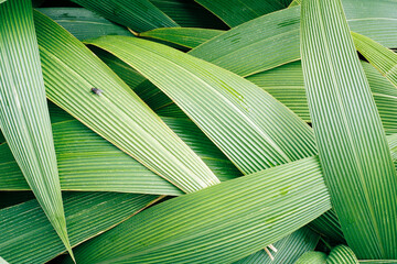 Film photo of layered Green Palm Leaves with a fly on it