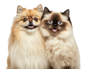 Obraz premium PNG Pets dog cat together.