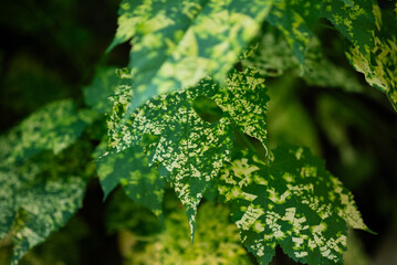 Variegated maple leaves with green and yellow pattern