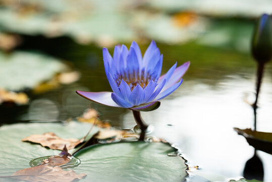 Close-up of blooming purple water lily - Powered by Adobe