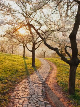 A winding pathway through trees in blossom