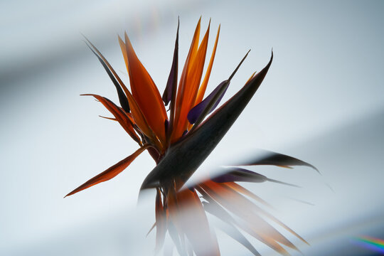 Vibrant bird of paradise flower silhouette against a light background.