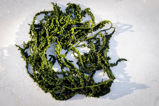 Cooked seaweed, japanese berry seaweed