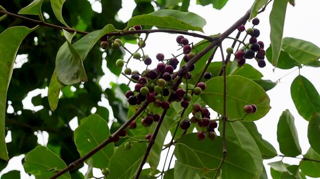 Small black-purple ripe and unripe Syzygium cumini fruits hanging on the tree. Swaying a cluster of Java plum fruits on the tree.