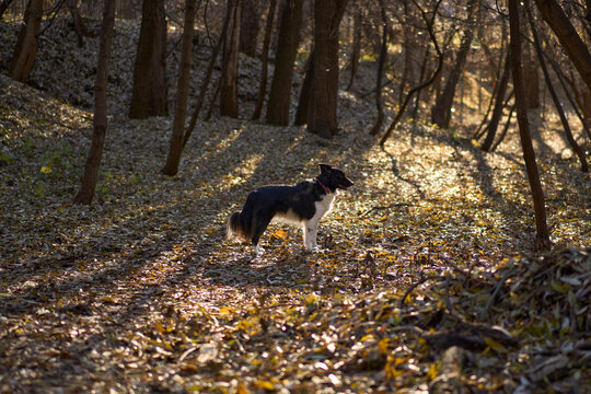 Border Collie Standing in Autumn Forest with Sunlight
