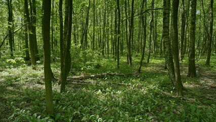 A Beautiful Lush Green Forest Filled with Majestic Tall Trees and Colorful Ground Covering