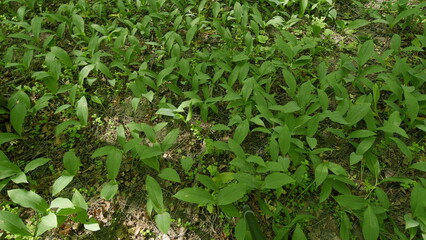 A Beautiful Lush Green Ground Cover in a Forest Filled with Young and Vibrant Plants