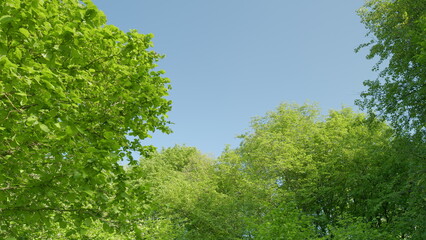 A Serene and Peaceful Canopy of Lush, Vibrant Green Trees Beneath a Clear and Beautiful Sky Above