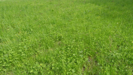 A Vibrant Green Field Filled with Diverse Plant Life and Flora Flourishing Abundantly