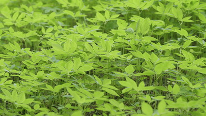 Natures lush greenery is remarkable, inspiring, and beautiful to behold always