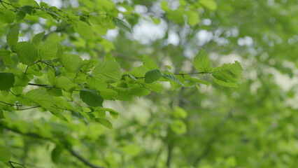 Lush Green Foliage in Springtime A vibrant and refreshing depiction of natures beauty