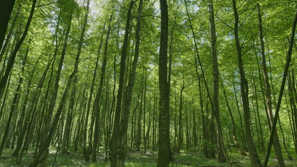 Fototapeta premium A Beautiful, Lush Green Forest Filled with Sunlight Streaming Through the Tall Trees Above