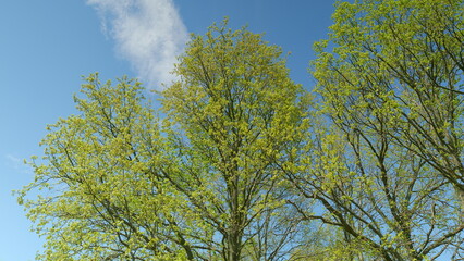 Lush, vibrant green trees flourishing beautifully beneath a clear and bright blue sky