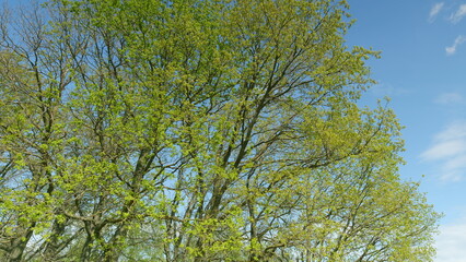 A Beautiful Lush Green Tree Canopy Set Against a Bright Blue Sky, Creating a Scenic View