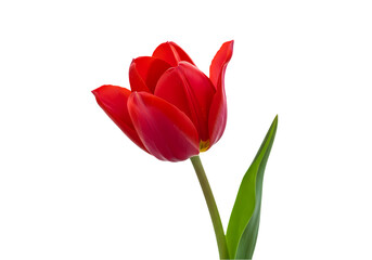 Obraz premium Crimson Tulip A Single Bloom Against Black isolated on transparent baackground