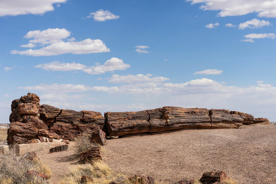 Large Petrified Log in Desert Landscape
