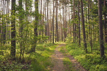 Fototapeta premium leśna droga,wiosna 