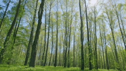 Obraz premium A Serene and Peaceful Forest Filled with Vibrant Green Leaves on a Beautiful Sunny Day