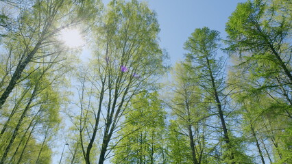 Fototapeta premium A Lush and Vibrant Green Forest Under a Clear and Bright Blue Sky, Bathed in Sunlight