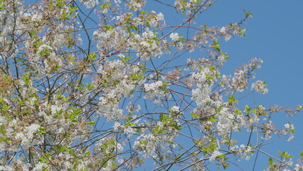 A Beautiful Blossoming Tree Stands Vividly Against A Clear Blue Sky, Radiating Joy