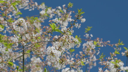 The Charming Blooming White Flowers Stretch Against a Clear, Bright Blue Sky Above Us