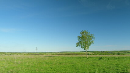 Obraz premium A serene and picturesque landscape featuring a lone tree beautifully situated under a clear sky