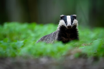 Badger close up ( Meles meles )