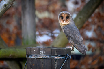 Barn owl close up ( Tyto alba )
