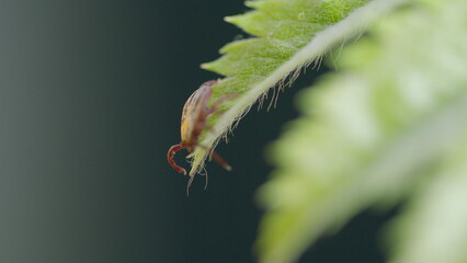 Closeup image of a tick on a leaf, showcasing its role as a parasitic creature