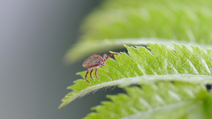 This is a CloseUp of a Tick Positioned on a Leaf in a Natural Environment or Habitat