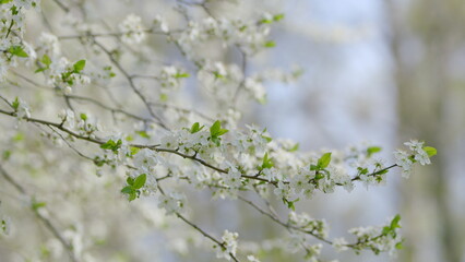 In the delightful season of spring, delicate and beautiful blossoms adorn branches in nature