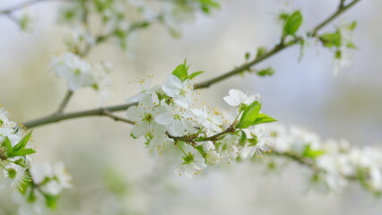 A Beautiful White Blossom Adorning a Branch During the Delightful Springtime Season