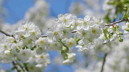 The Beautiful Blooming Cherry Blossoms Stand Out Against a Clear and Bright Blue Sky Above