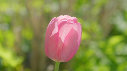 A Beautiful Pink Tulip in Soft Focus Captured in a Very Aesthetically Pleasing Way That Appeals