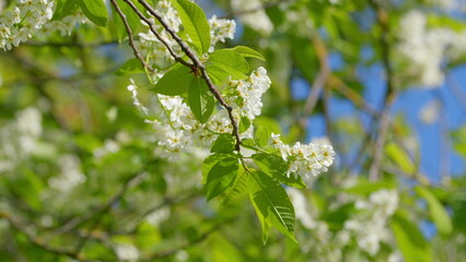The Beautiful White Blossoms Stand Out Vibrantly Against The Clear, Bright Blue Sky Above