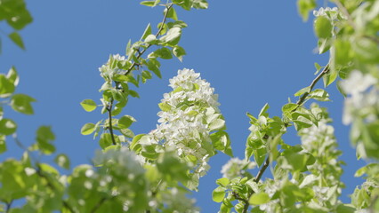 The vibrant blooming white flowers stand out beautifully against the bright blue sky