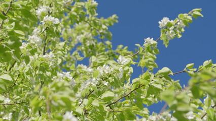 The Vibrant and Colorful Spring Blossoms Blooming Beautifully Against a Clear Blue Sky