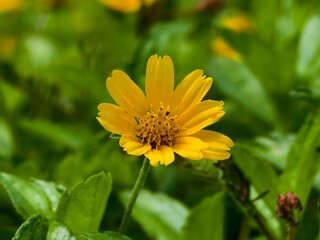 wedelia flower in the morning 