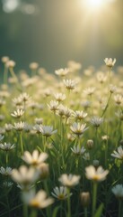Fototapeta premium Blooming daisies in a sunny outdoor field