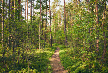 leśna ścieżka,wiosna 