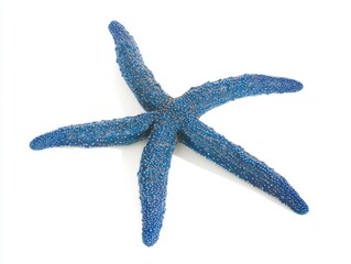 Blue starfish on white background
