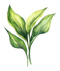 Obraz premium PNG Lily leave illustration watercolor botanical.