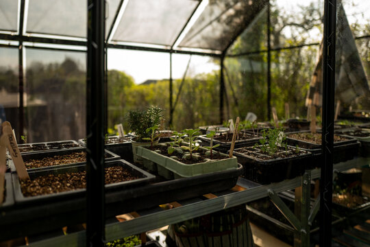 Fototapeta Looking through the windows of a domestic greenhouse