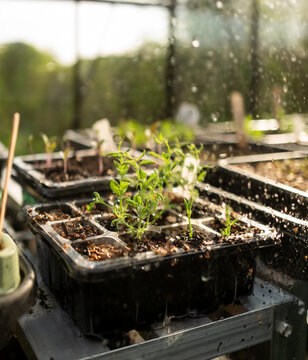 Sweet pea seedlings growing in a greenhouse