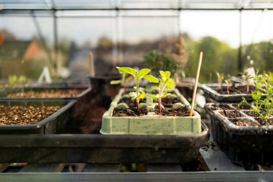 Sunflower seedlings growing on the bench of a greenhouse