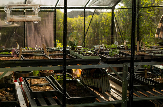 View from the outside of a domestic greenhouse.