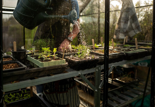Female gardener watering young plants in the greenhouse.