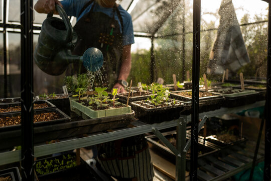 Watering plants in the greenhouse
