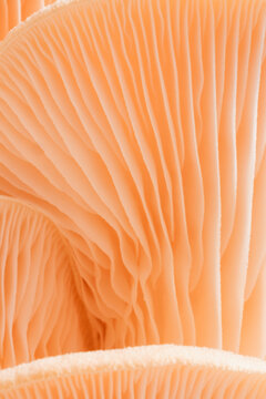 Oyster mushrooms macro