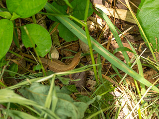 森林に住むニホンカナヘビ